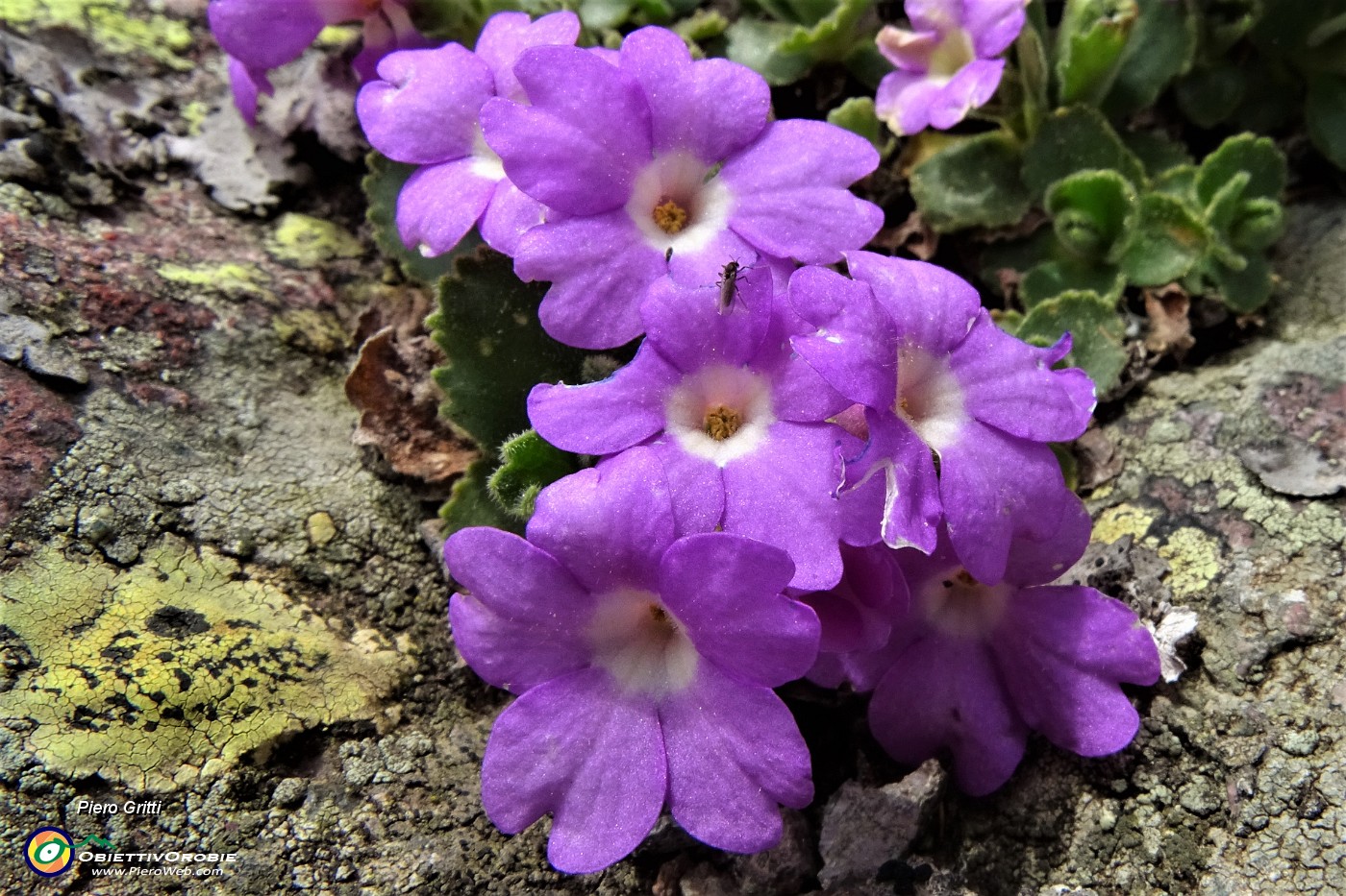 74 Primula hirsuta sulla roccia.JPG